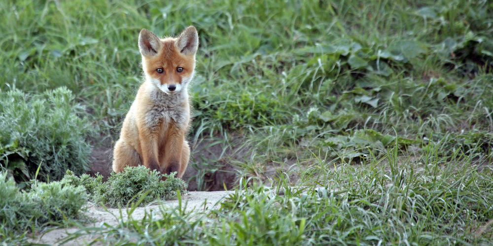 La cause animale et la politique