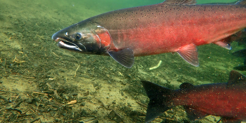Pourquoi il faut refuser l'élevage des saumons