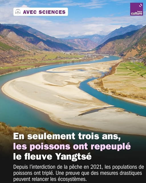 Pour que les poissons vivent, il faut arrêter de les tuer.