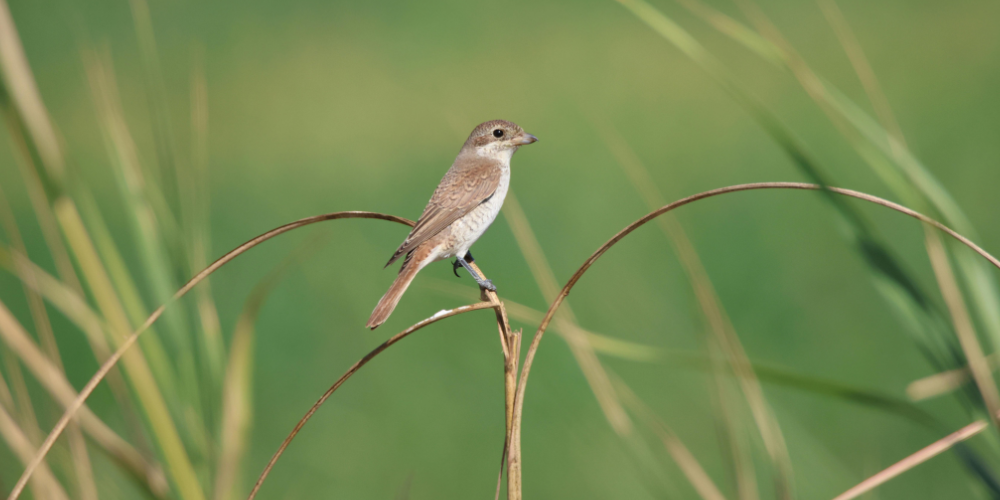 Pour une écologie politique sérieuse