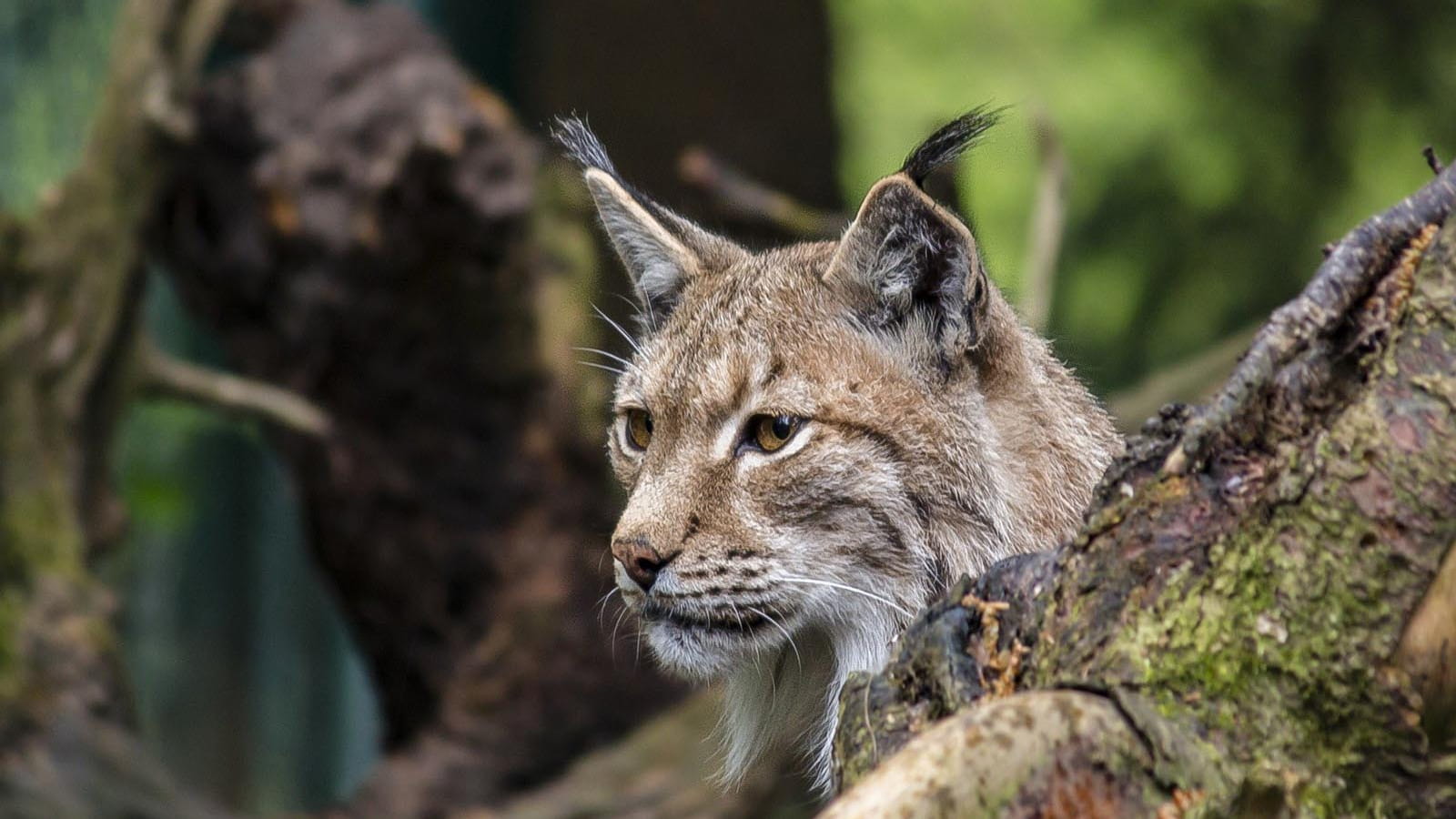 Tauriel, 10ème victime lynx tuée sur les routes du Doubs ce matin : l'hécatombe doit cesser