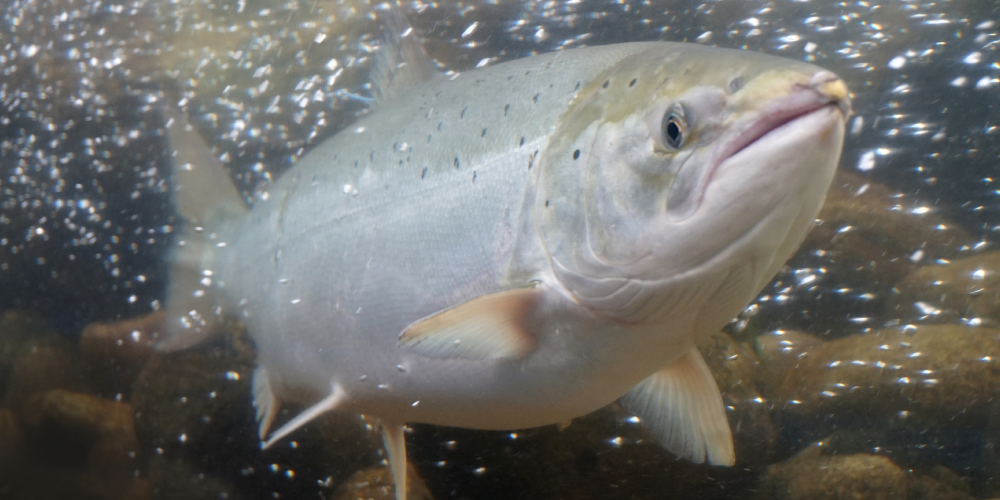 Non au projet des fermes de saumons