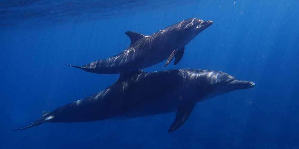 La protection des dauphins passe par l’abolition de la pêche
