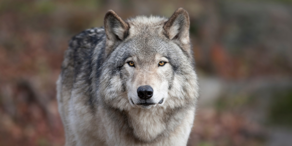 [Communiqué] Non aux mesures du Doubs autorisant l'abattage des loups