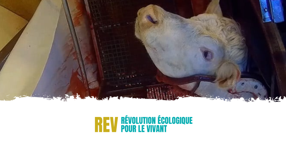 [Communiqué] Pour la fermeture de l’abattoir de Bigard à Venarey-Les-Laumes