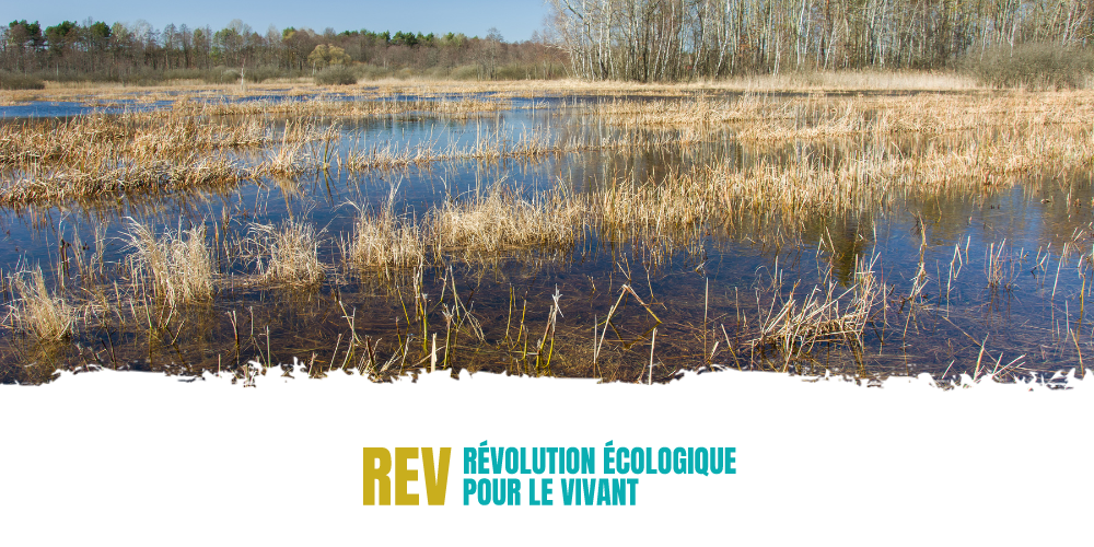 [Communiqué] L’autorisation dérogatoire de l’herbicide Avanza doit être annulée