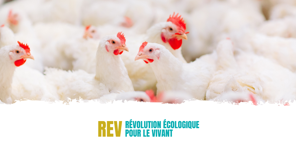 [Communiqué] Refusons le giga-élevage de poulets à Peyrins