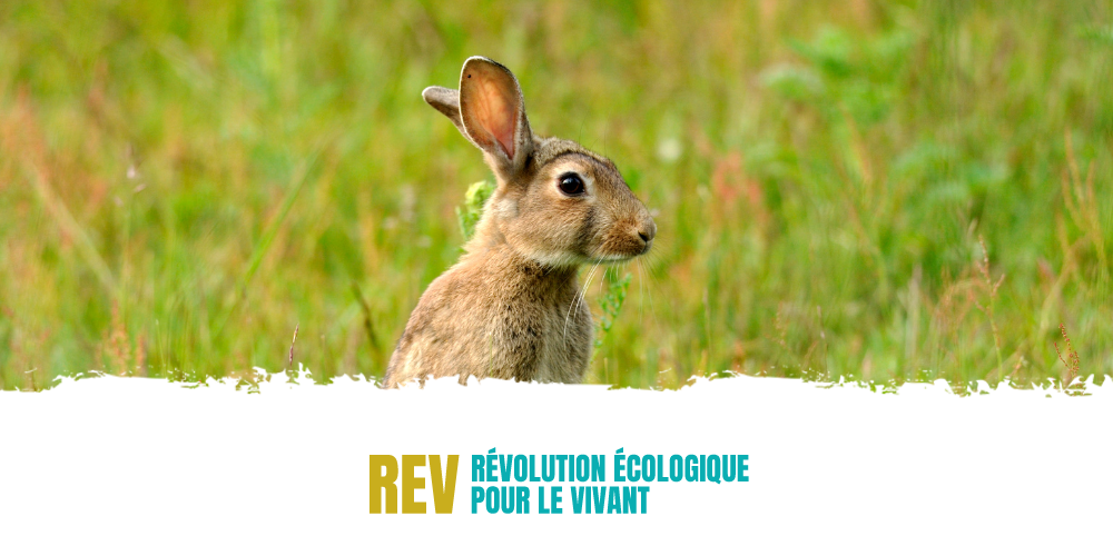 [Communiqué] Non à la campagne d’extermination du lapin de garenne dans l’Hérault