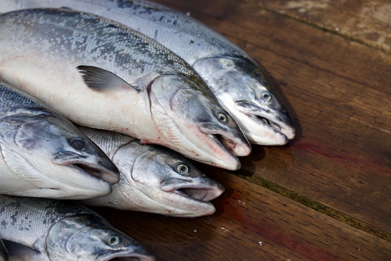 Non à l'élevage intensif de saumons à Boulogne-sur-Mer