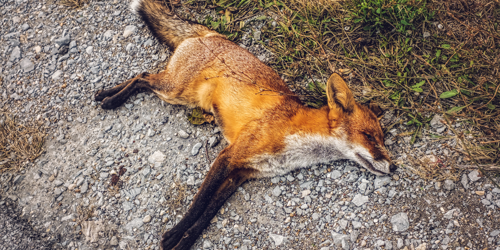 Charnier de renards : mettons fin à la chasse au renard en France