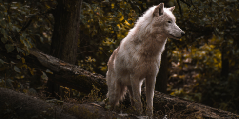 Loups : « Tuez-les tous ! » - Une politique de haine de la nature - Par Antoine Peillon