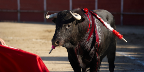 Corrida : Rejoignez les manifs partout en France | Autres actions avec la REV