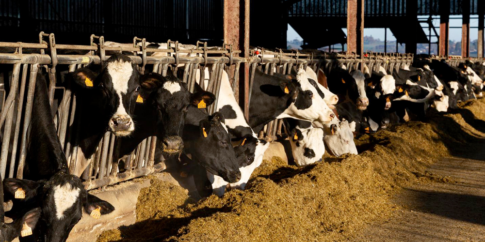 Dermatose nodulaire : la REV réaffirme la nécessité de mettre fin à l’élevage