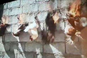Non à la torture animale au nom de l’art