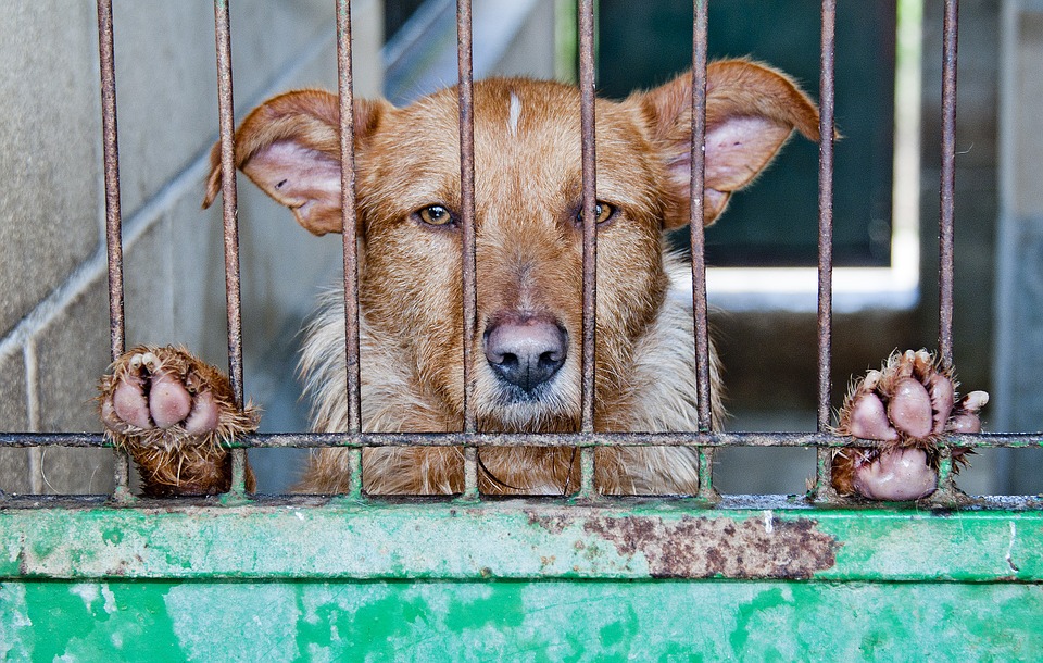 Abandon des animaux de compagnie : un bilan alarmant